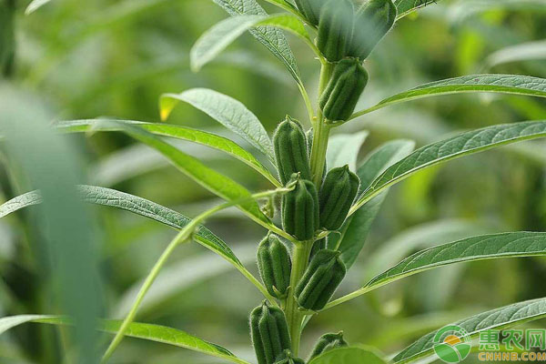 芝麻缺素症状