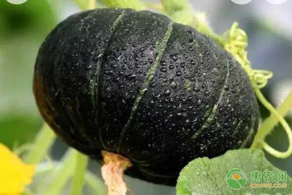 种植小南瓜想要高产高质量？先得掌握这五个要点！