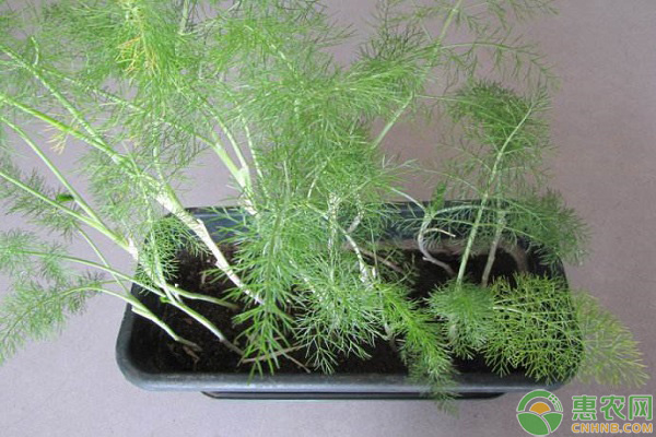 立秋秋茬茴香种植方法