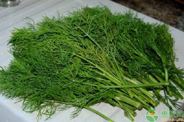 立秋秋茬茴香种植注意事项