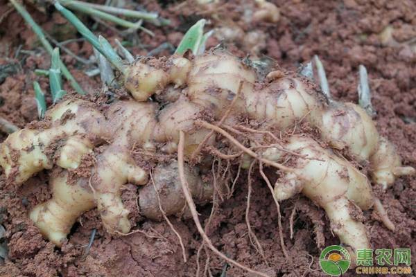 种植生姜黄叶是哪些原因造成？有什么防治措施？