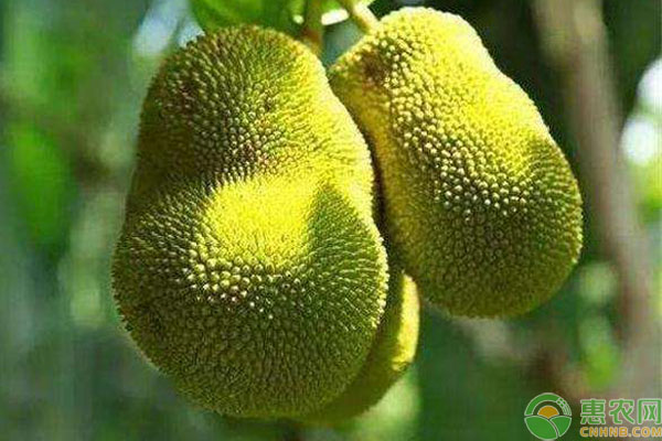 菠蘿蜜裂果預(yù)防措施