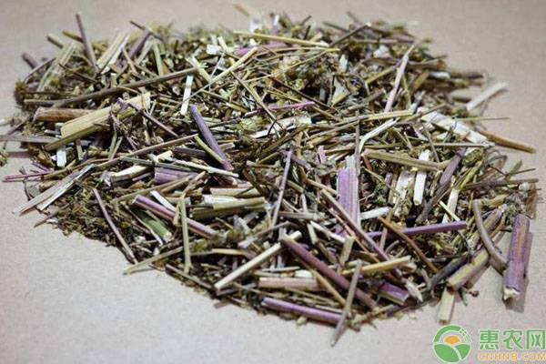 荆芥的种植时间及管理要点