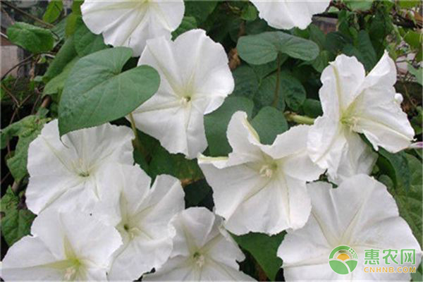 月光花的養(yǎng)殖方法及價值介紹