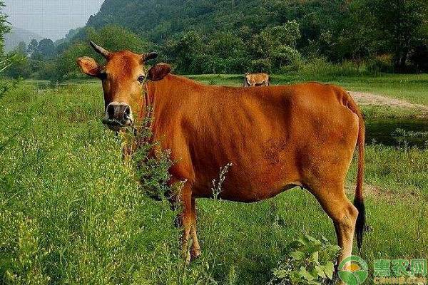 養(yǎng)殖肉牛喂尿素需注意的八大要點(diǎn)