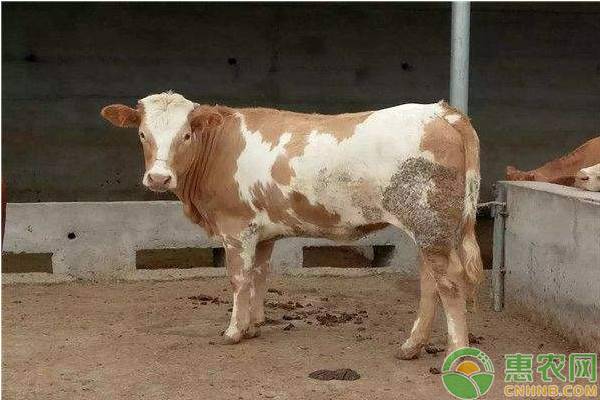 養(yǎng)殖肉牛喂尿素需注意的八大要點(diǎn)
