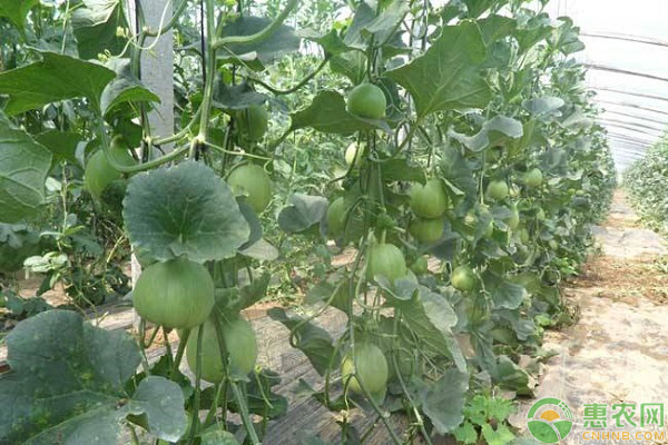 甜瓜播種前種子處理事宜