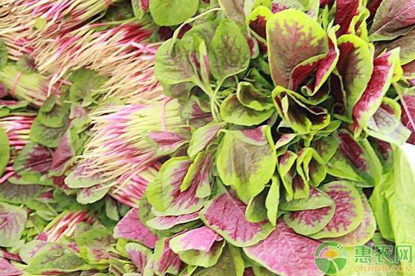 莧菜種植方法以及防蟲(chóng)