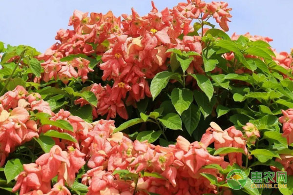 粉葉金花的養(yǎng)殖方法及養(yǎng)護要點