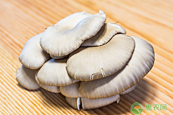 春季食用菌的五大管理要點介紹