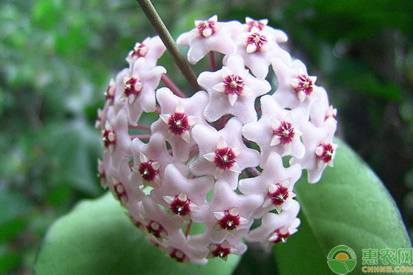球蘭不開花解決方法