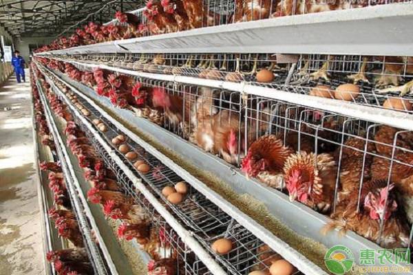 育成蛋雞限飼方法