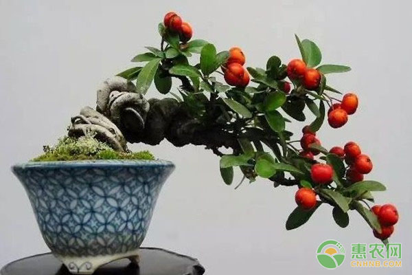 盆栽火棘的養(yǎng)護(hù)要點