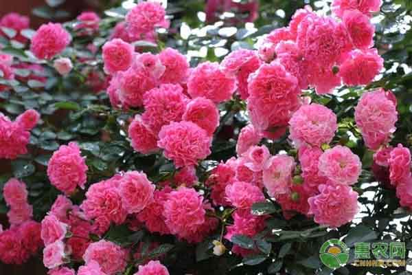 蔷薇花的养殖方法及养护要点