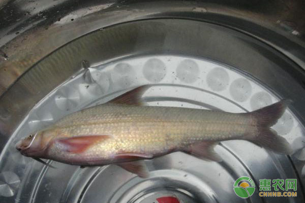 銅魚的高效養(yǎng)殖技術(shù)