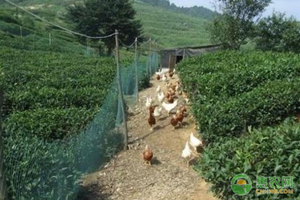 茶園如何養(yǎng)雞？這五大要點(diǎn)值得學(xué)習(xí)！