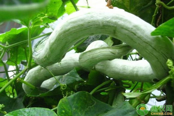 蛇瓜種植方法