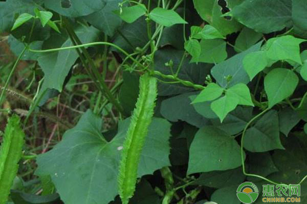 四棱豆各時(shí)期花蕾脫落的原因及防治措施