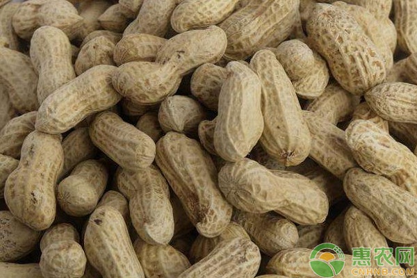 花生中后期的高產(chǎn)管理方案