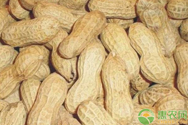 花生中后期的高產(chǎn)管理方案