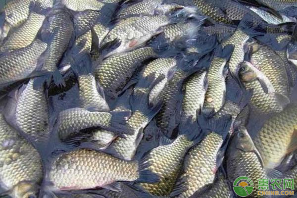 鯽魚的養(yǎng)殖