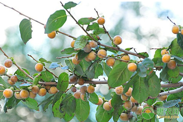 黑棗的種植技術(shù)及管理要點(diǎn)