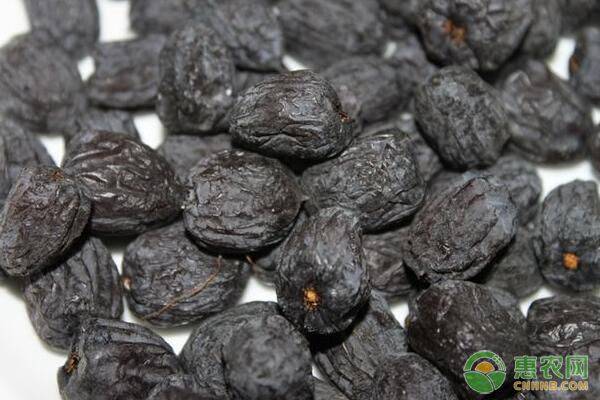 黑棗的種植技術(shù)及管理要點(diǎn)