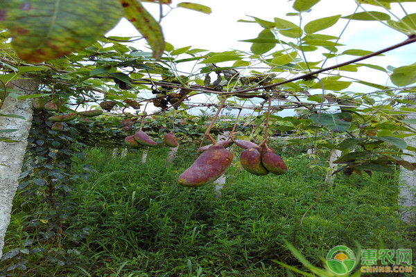 種植八月瓜