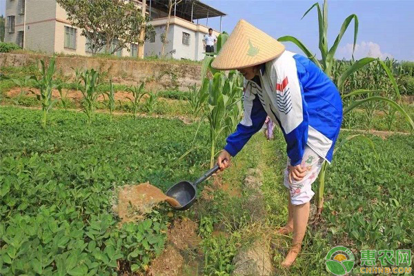 花生水分管理