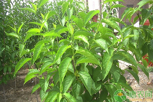 杜仲的種植條件及繁殖方法