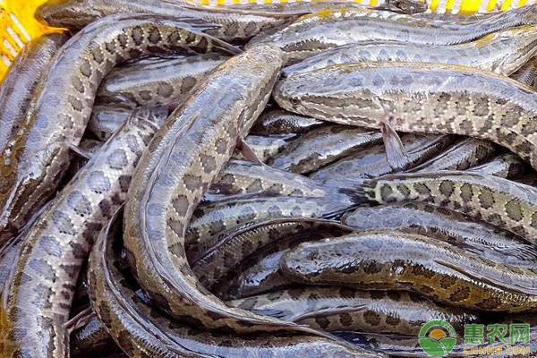 黑魚養殖前景怎麼樣?黑魚養殖幾個月能出售?