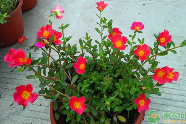 太陽花根莖腐爛的原因及其防治措施