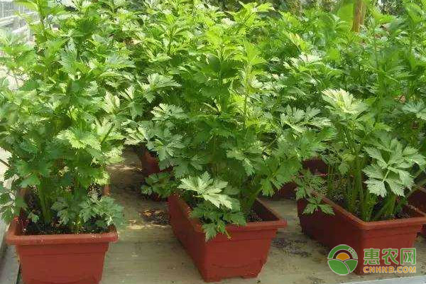 盆栽芹菜的種植要點及注意事項