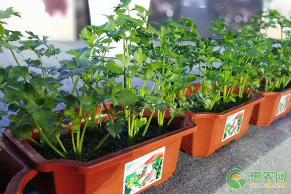盆栽芹菜的種植要點及注意事項