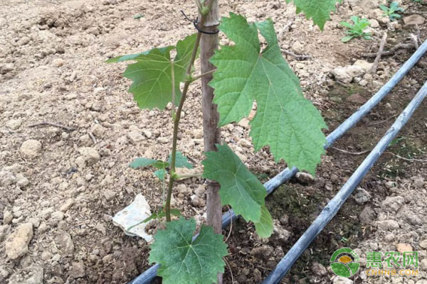 葡萄种植的节水灌溉方法介绍