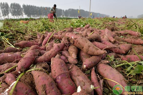 種植甘薯品種退化是什么原因？如何防止？