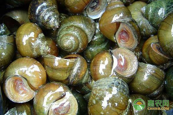 田螺身上的青苔是怎么來(lái)的？該如何防治？