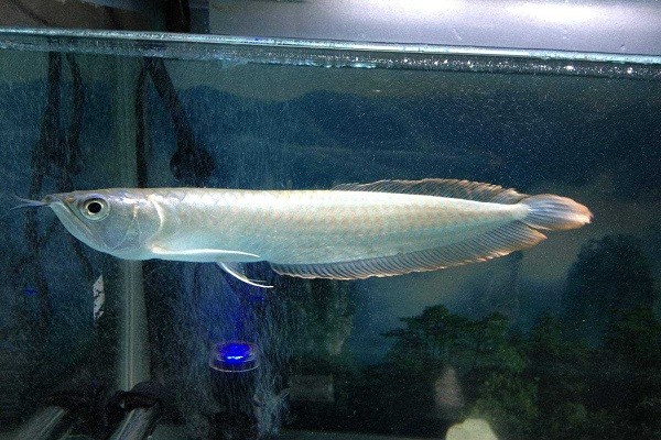 养银龙鱼水温多少合适?