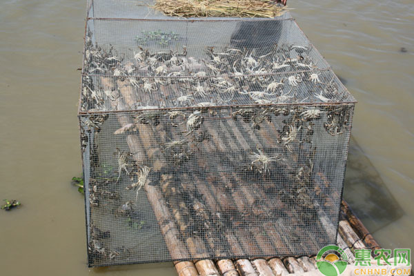 造成螃蟹大量死亡的五大原因分析