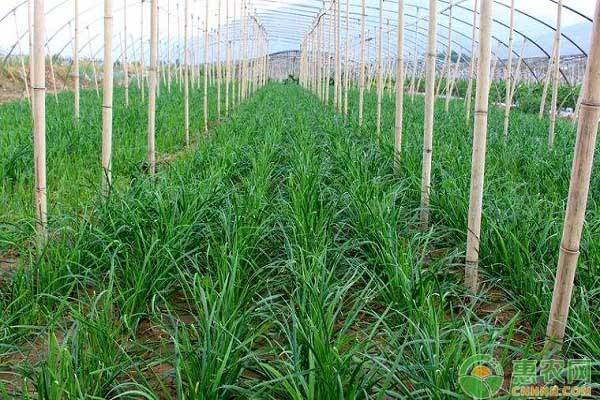 韭菜施肥時(shí)間和方法