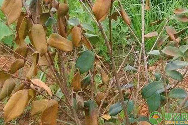 油茶根腐病癥狀