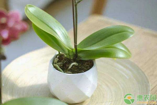 蝴蝶蘭的氣根養(yǎng)護(hù)要點(diǎn)
