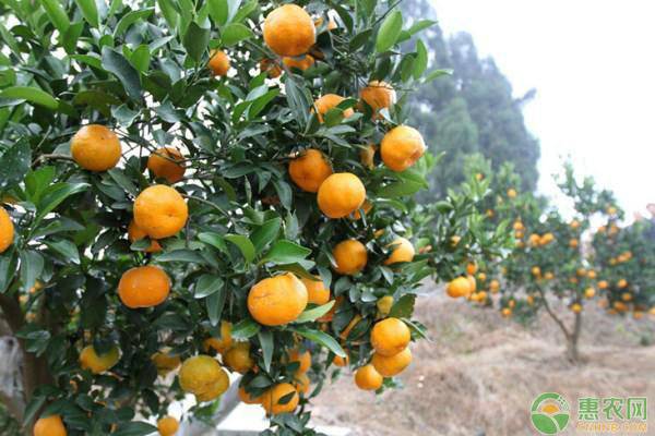 沃柑初果期種植管理技術(shù)要點