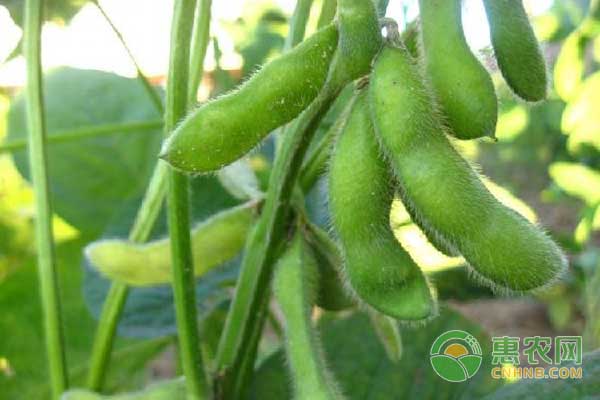 種植大豆只開花不結(jié)莢的六大原因