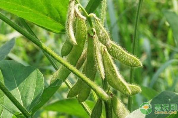 種植大豆只開花不結(jié)莢的六大原因
