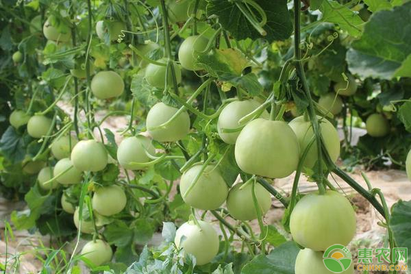 香瓜種植技術(shù)與管理方法