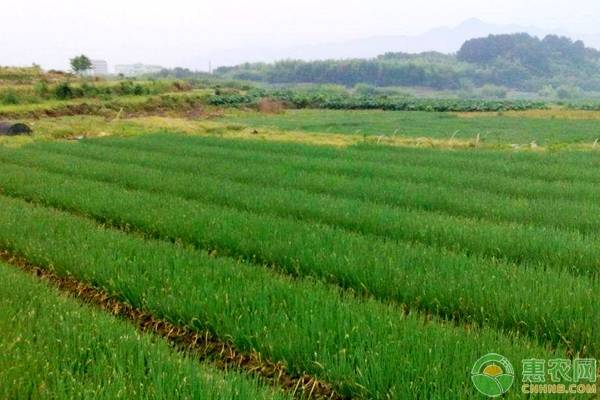 大葱四种常见病虫害病因及其防治