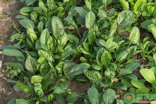 秋菠菜高效种植管理技术要点