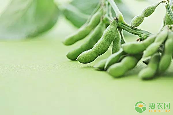 大豆種植