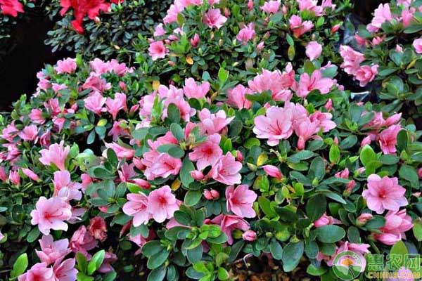 杜鵑花失水